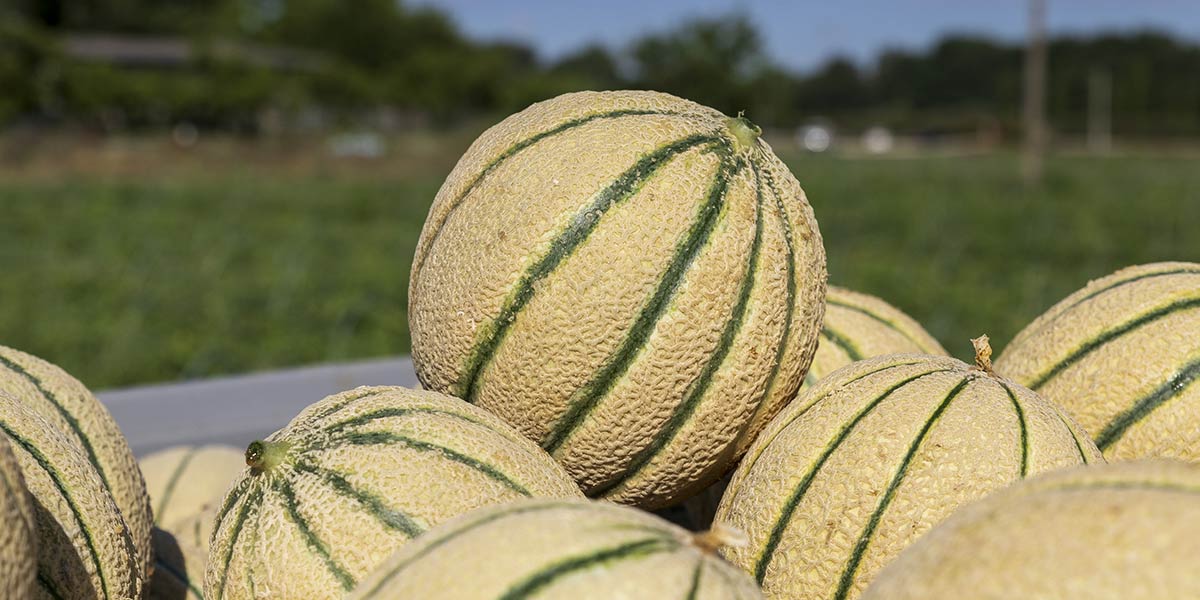 «Melone, ci aspettiamo un aumento della produzione media»